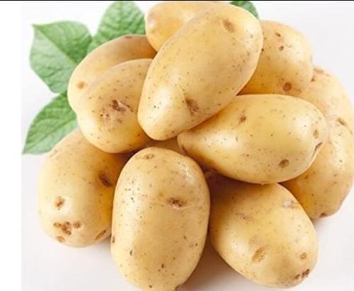 150 Piece Potato Yukon Gold Flavorful Yellow-Skinned and Yellow-fleshed Potatoes Fruit Vegetable See EDS for Garden