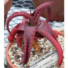 5PCS Rare Seeds of Aloe Vanbalenii Octopus Aloe Seeds