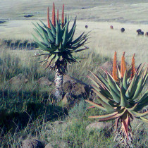 10PCS Aloe Turtle Boss Aloe, BITTER ALOE, Red Aloe - Seeds
