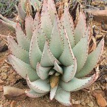 10PCS Aloe Claviflora Kraal Aloe Garden Plants - Seeds