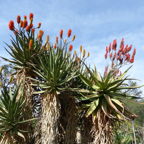 10pcs Aloe rupestris - Succulents Garden Plants Seeds - Century Plant