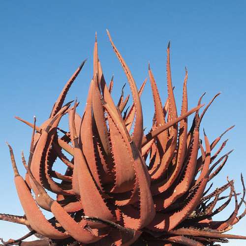 10pcs Aloe Gariepensis - Gariep River Aloe - succulent rare agave cactus - 10 Seeds