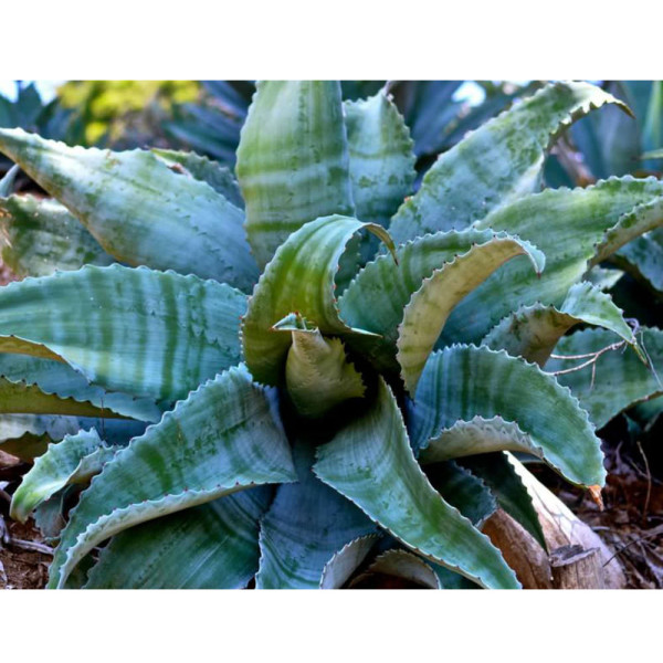 10PCS  Agave Marmorata Garden Plants - Rare Potted Plants Seeds