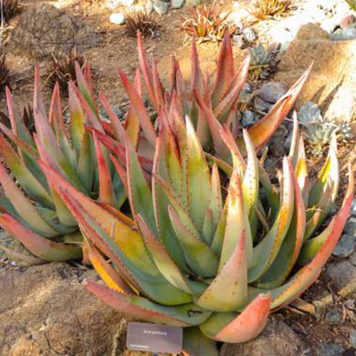 10pcs Aloe petricola Succulents Garden Plants - Seeds