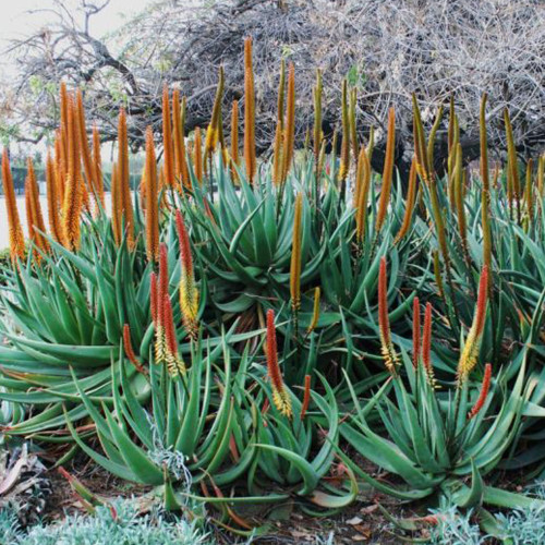 10pcs Aloe Vryheidensis Succulents Garden Plants - Seeds