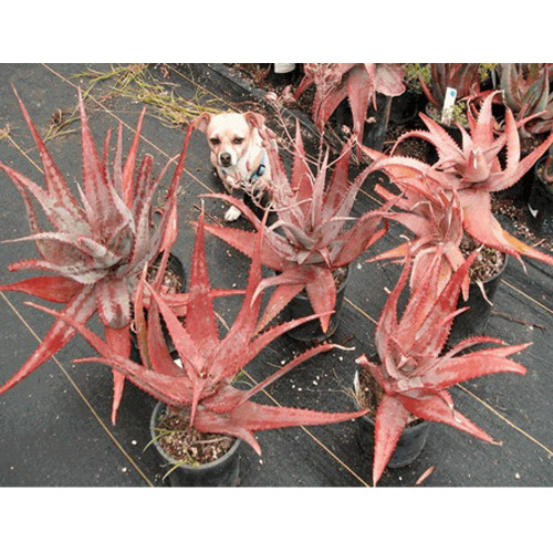 10pcs Aloe chabaudii - Succulent Garden Plants - Seeds