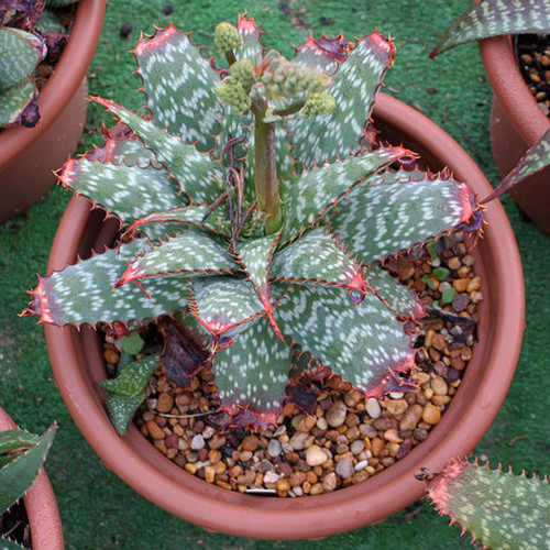 10pcs Aloe grandidentata - Succulent Garden Plants - Seeds