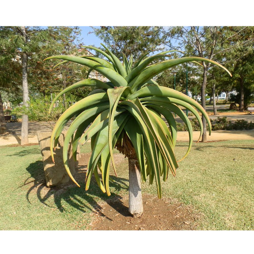 10pcs Aloe thraskii - Succulents Garden Plants Seeds - Century Plant