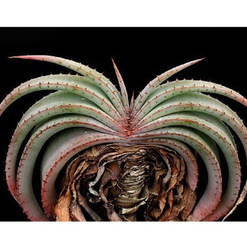 10pcs Aloe Love Heart Shape Suprafoliata Seeds - Rare - Exotic - Fresh Seeds