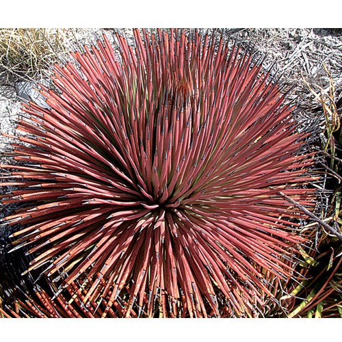 10pcs Agave Stricta Rubra * Red Hedgehog Agave * Perennial Spiny Succulent * 10 Seeds