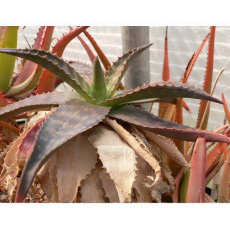10pcs Aloe Mudenensis Succulents Garden Plants - Seeds