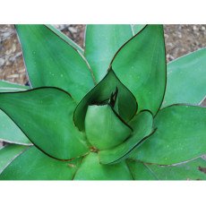 10pcs Agave chazaroi Succulents Garden Plants - Seeds