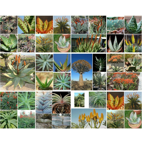 100pcs Aloe Mix Succulents Garden Plants - Seeds