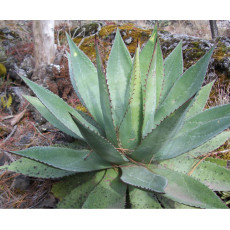 10pcs Agave obscura 'Xalapa' Succulents Garden Plants - Seeds