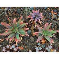 10pcs Aloe Mudenensis Succulents Garden Plants - Seeds
