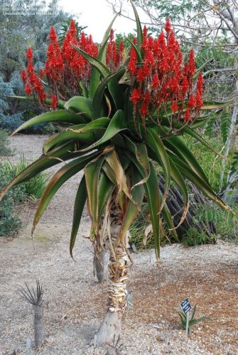 10pcs Aloe vaombe Succulents Garden Plants - Seeds