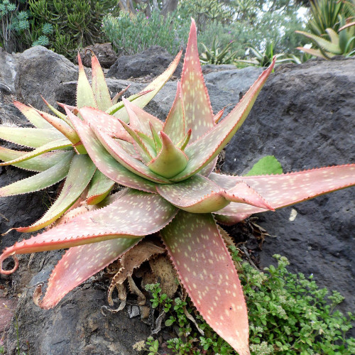 10pcs Aloe umfoloziensis Succulents Garden Plants - Seeds