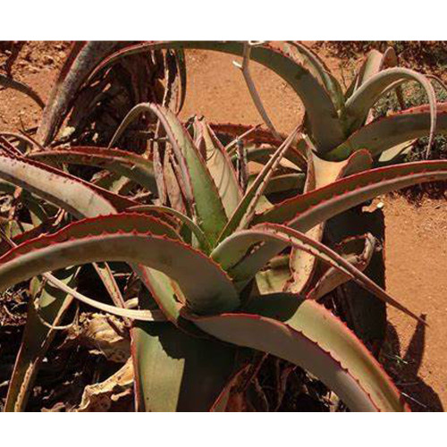 10pcs Aloe gilbertii Succulents Garden Plants - Seeds
