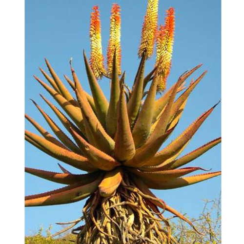 10pcs Aloe candelabrum Succulents Garden Plants - Seeds