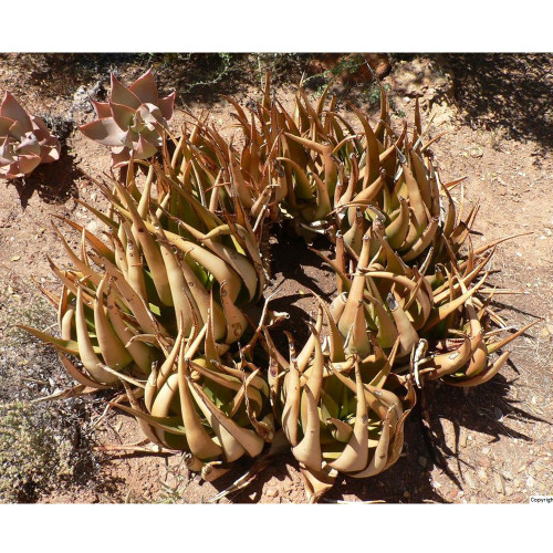10pcs Aloe lutescens Succulents Garden Plants - Seeds