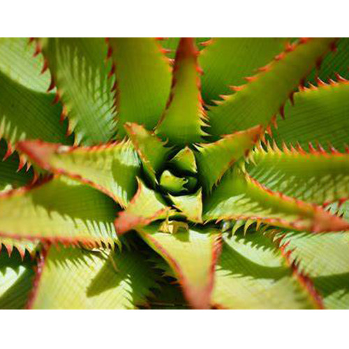 10pcs Aloe lineata Succulents Garden Plants - Seeds