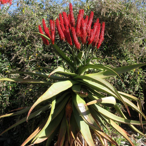 10pcs Aloe excelsa Succulents Garden Plants - Seeds