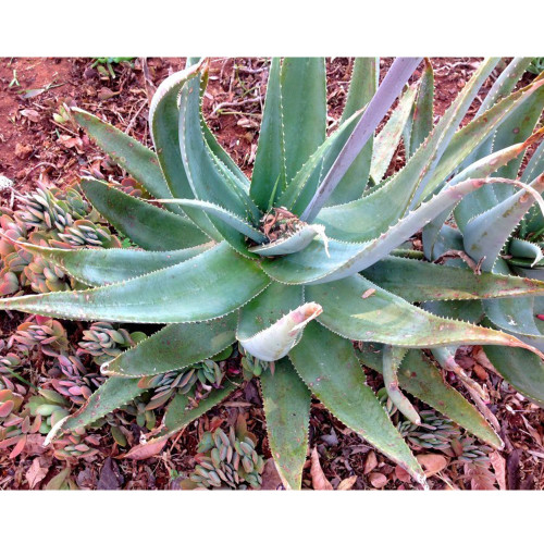 10pcs Aloe globuligemma Succulents Garden Plants - Seeds