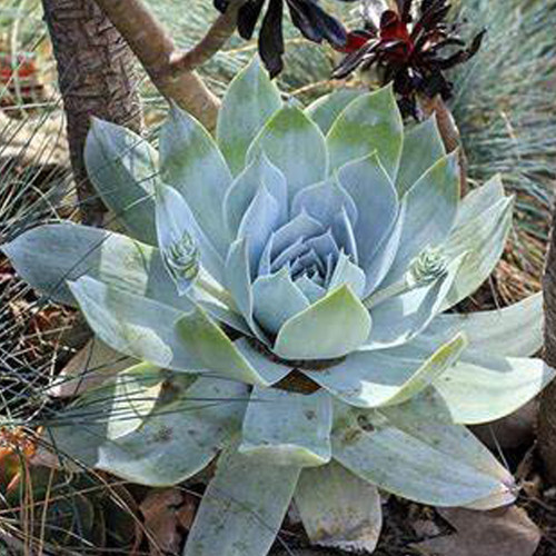 20pcs Dudleya pulverulenta Succulents Garden Plants - Seeds