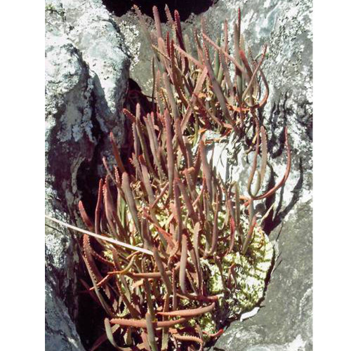 10pcs Aloe isaloensis Succulents Garden Plants - Seeds