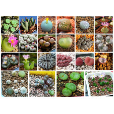 20pcs Conophytum mix Succulents Garden Plants - Seeds