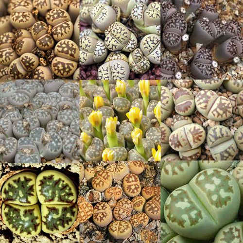 100pcs LITHOPS dorothea Succulents Garden Plants - Mix Seeds