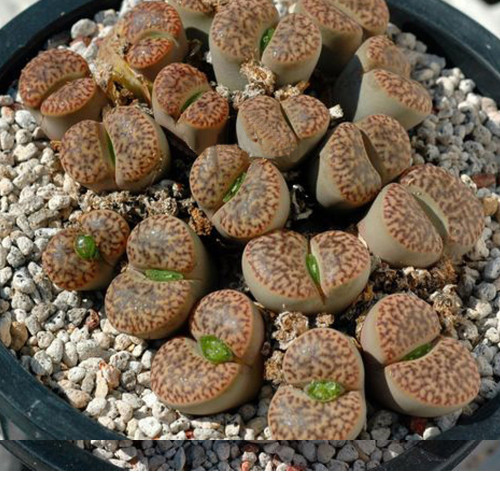 100pcs Lithops bromfieldii C042 Succulents Garden Plants - Seeds