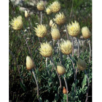 5pcs Syncarpha speciosissima Garden Plants - Seeds