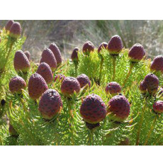 5pcs Leucadendron TERETIFOLIUM Garden Ornamental Plants - Seeds