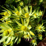 5pcs Leucadendron ULIGINOSUM Garden Ornamental Plants - Seeds
