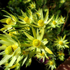 5pcs Leucadendron ULIGINOSUM Garden Ornamental Plants - Seeds