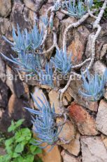 5pcs Blue Chalk Sticks Senecio Mandraliscae Seeds Succulent Garden Plant ROOTED CUTTING