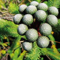 5pcs Brunia albiflora Brunia Laevis Garden Plants - Seeds Cut Flowers Hand Bouquets Coral Plush Ball Engraved Ball Flower Seeds