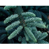 5pcs Abies Procera Silver Fir Pine Tree Garden Plants - Seeds