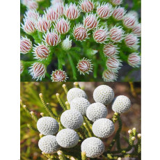 5pcs Brunia albiflora Brunia Laevis Garden Plants - Seeds Cut Flowers Hand Bouquets Coral Plush Ball Engraved Ball Flower Seeds