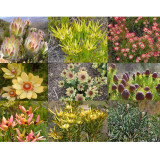 20pcs Leucadendron Mix Seeds Garden Ornamental Plants