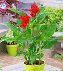 15PCS Canna Indica Seeds Fresh Red Double Flowers