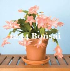 200PCS Zygocactus Truncatus Plants Seeds - Light Water Pink Flowers