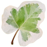 50PCS Japanese Ivy Seeds 'White Valentine'