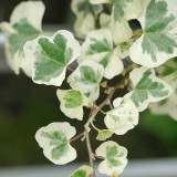 50PCS Japanese Ivy Seeds 'White Valentine'