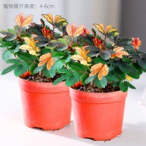 100PCS Mimosa pudica Seeds Colorful Sensitive Plant
