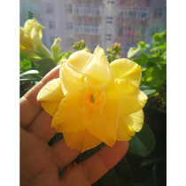 2PCS Premium Adenium Seeds Desert Rose Orangish Yellow Flowers 4-Layer