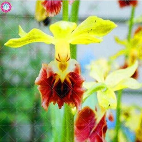 100PCS Orchid Seeds Yellow Flowers with Blackish Red Tongue Flowers