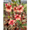 2PCS Premium Adenium Seeds Desert Rose Orange Flowers with Rose Red Stripes and Spots Flowers 1-Layer