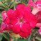 2PCS Premium Adenium Seeds Desert Rose Rose Red Flowers 2-Layer